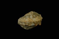 藏品(瘤珠螺)的圖片